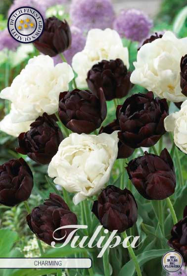Tulpan Charming – hel förpackningsbild med blomman, 10-pack. Från Svedberga Plantskola