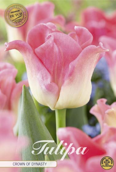 Tulpan Crown of Dynasty (premium) – hel förpackningsbild med blomman, 7-pack. Från Svedberga Plantskola