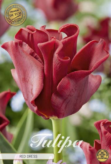 Tulpan Red Dress (premium) – hel förpackningsbild med blomman, 7-pack. Från Svedberga Plantskola