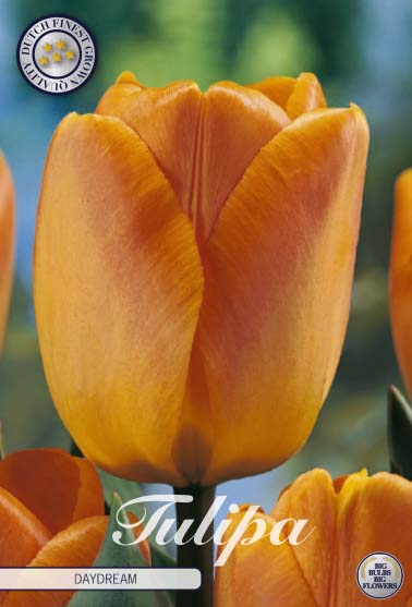 Tulpan Daydream – hel förpackningsbild med blomman, 10-pack. Från Svedberga Plantskola