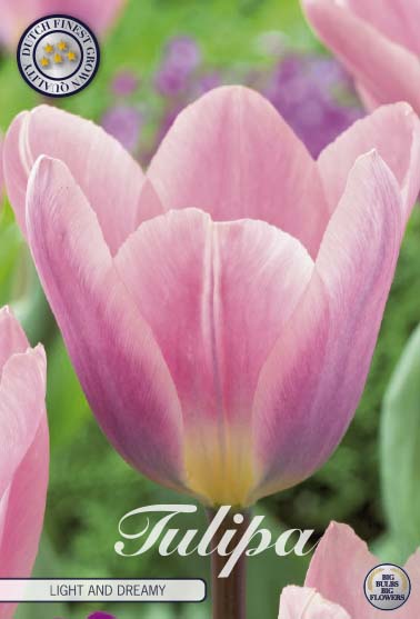 Tulpan Light and Dreamy – hel förpackningsbild med blomman, 7-pack. Från Svedberga Plantskola