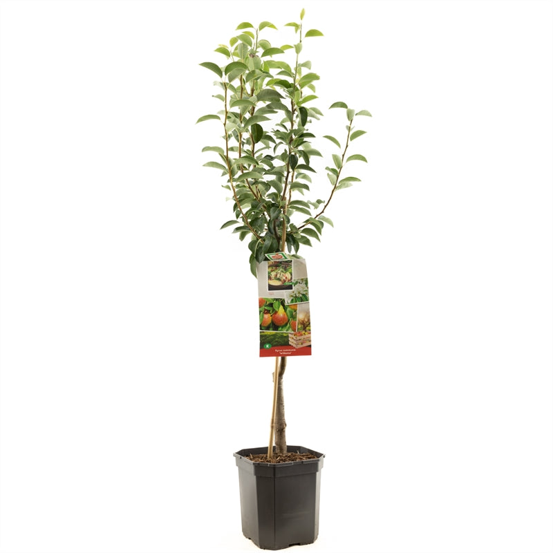 Pyrus communis &