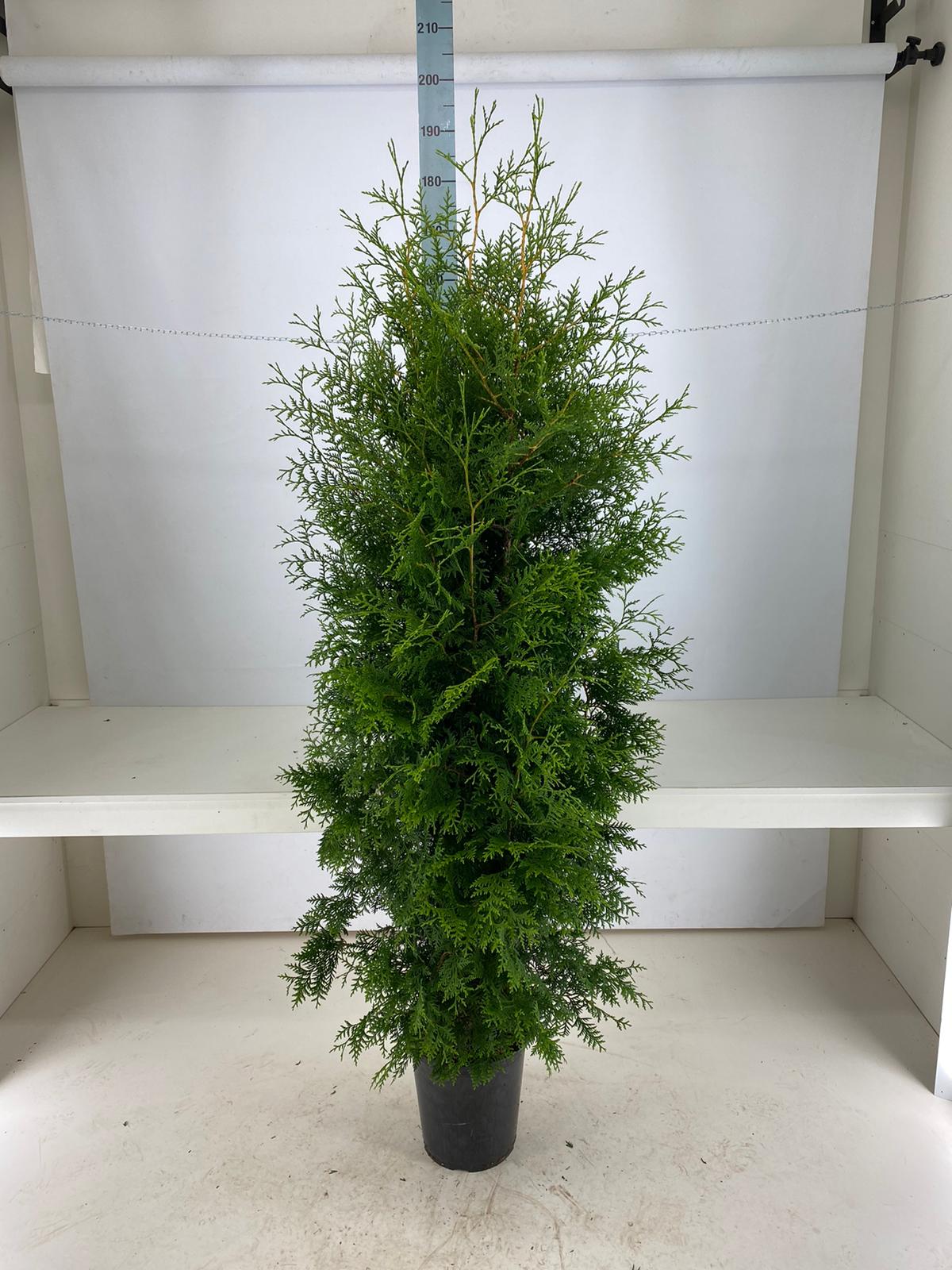 Thujor Brabant ; 180-200 cm 12 L kruka