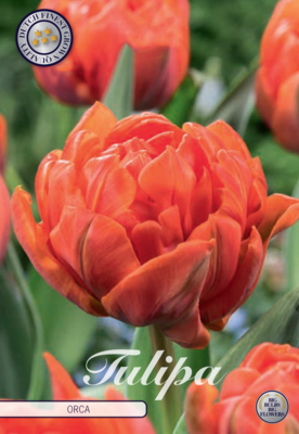 Tulpan Orca – hel förpackningsbild med blomman, 7-pack. Från Svedberga Plantskola
