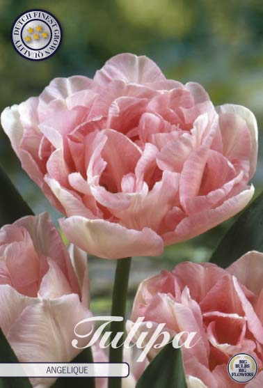 Tulpan Angelique – hel förpackningsbild med blomman, 7-pack. Från Svedberga Plantskola