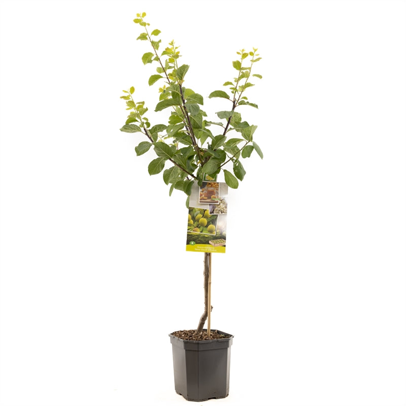 Prunus domestica &