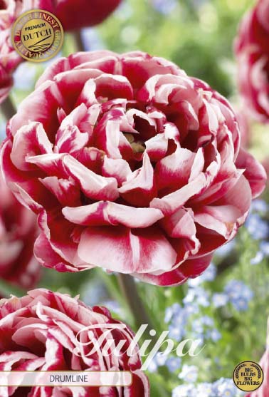 Tulpan Drumline (premium) – hel förpackningsbild med blomman, 7-pack. Från Svedberga Plantskola