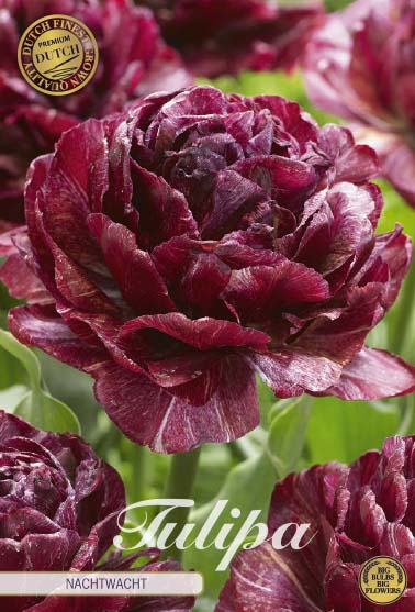 Tulpan Nachtwacht (premium) – hel förpackningsbild med blomman, 5-pack. Från Svedberga Plantskola
