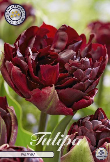 Tulpan Palmyra – hel förpackningsbild med blomman, 7-pack. Från Svedberga Plantskola