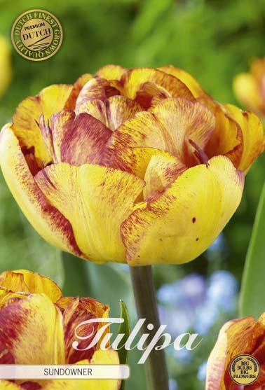 Tulpan Sundowner (premium) – hel förpackningsbild med blomman, 7-pack. Från Svedberga Plantskola