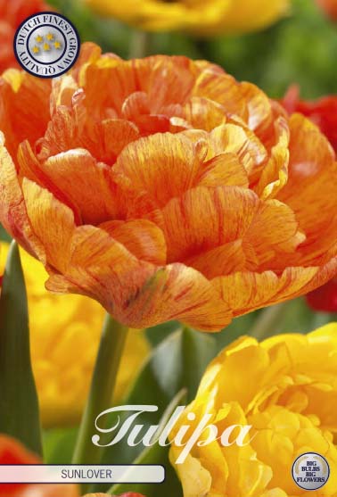 Tulpan Sunlover – hel förpackningsbild med blomman, 7-pack. Från Svedberga Plantskola