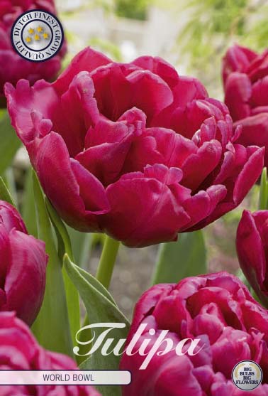 Tulpan World Bowl – hel förpackningsbild med blomman, 7-pack. Från Svedberga Plantskola