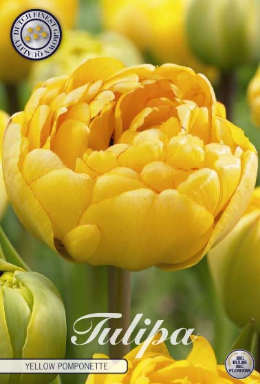 Tulpan Yellow Pomponette – hel förpackningsbild med blomman, 7-pack. Från Svedberga Plantskola