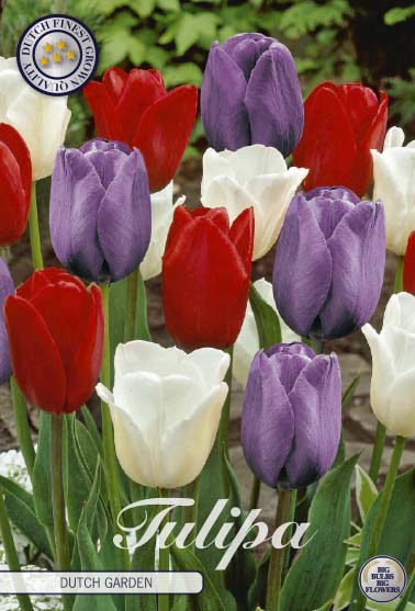 Tulpan Dutch Garden – hel förpackningsbild med blomman, 10-pack. Från Svedberga Plantskola