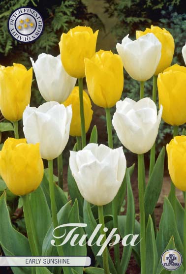 Tulpan Early Sunshine – hel förpackningsbild med blomman, 10-pack. Från Svedberga Plantskola