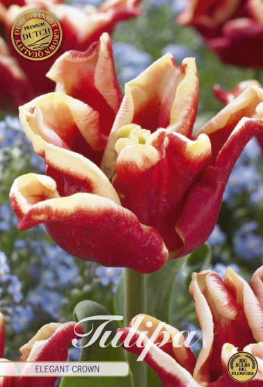 Tulpan Elegant Crown (premium) – hel förpackningsbild med blomman, 7-pack. Från Svedberga Plantskola