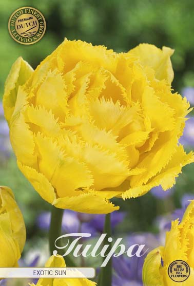 Tulpan Exotic Sun (premium) – hel förpackningsbild med blomman, 7-pack. Från Svedberga Plantskola
