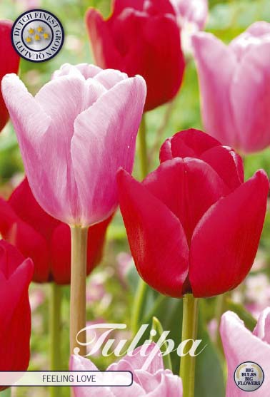 Tulpan Feeling Love – hel förpackningsbild med blomman, 10-pack. Från Svedberga Plantskola