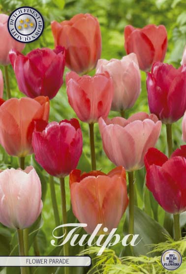 Tulpan Flower Parade – hel förpackningsbild med blomman, 10-pack. Från Svedberga Plantskola