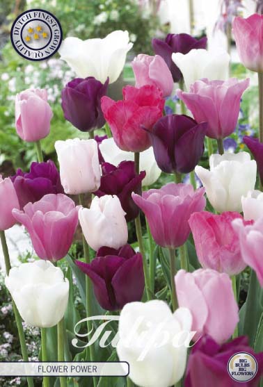 Tulpan Flower Power – hel förpackningsbild med blomman, 10-pack. Från Svedberga Plantskola