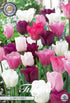 Tulpan Flower Power – hel förpackningsbild med blomman, 10-pack. Från Svedberga Plantskola