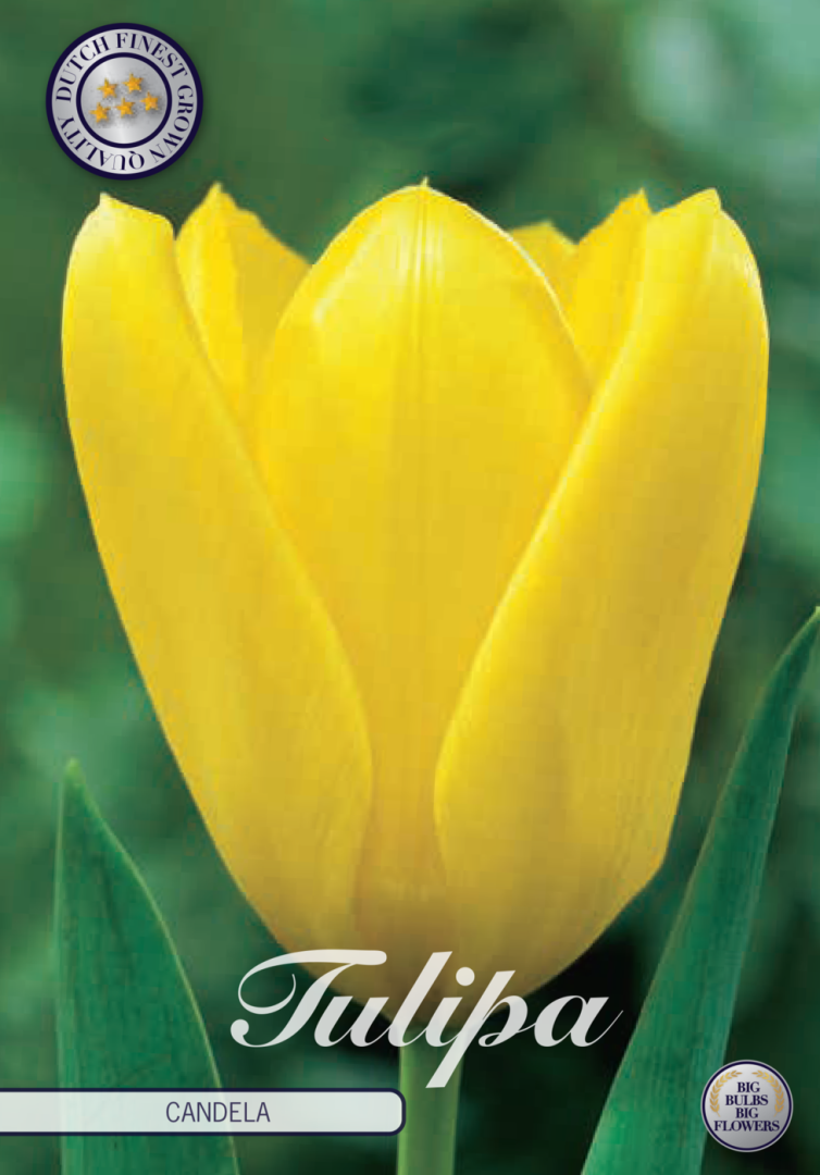 Tulpan Candela – hel förpackningsbild med blomman, 10-pack. Från Svedberga Plantskola