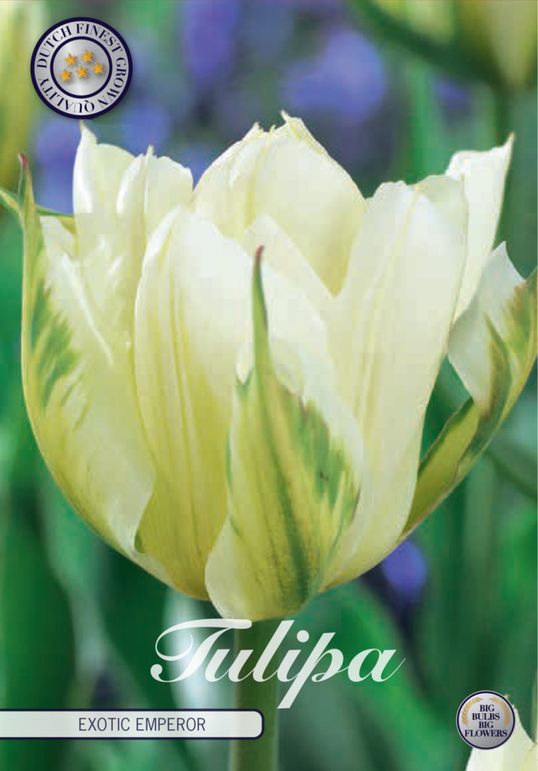 Tulpan Exotic Emperor – hel förpackningsbild med blomman, 7-pack. Från Svedberga Plantskola