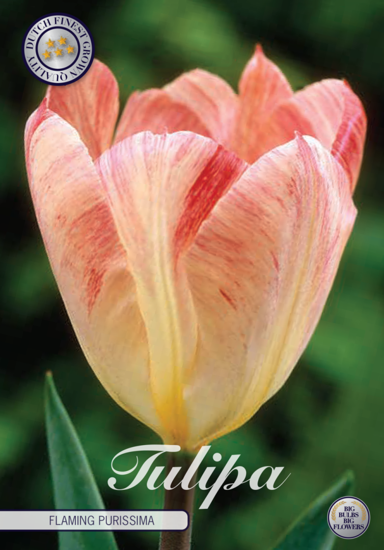 Tulpan Flaming Purissima – hel förpackningsbild med blomman, 10-pack. Från Svedberga Plantskola