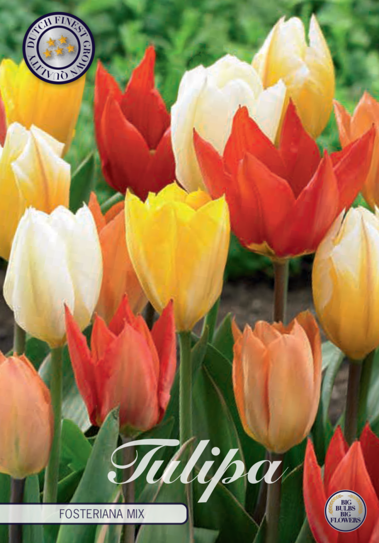Tulpan Fosteriana Mixed – hel förpackningsbild med blomman, 10-pack. Från Svedberga Plantskola