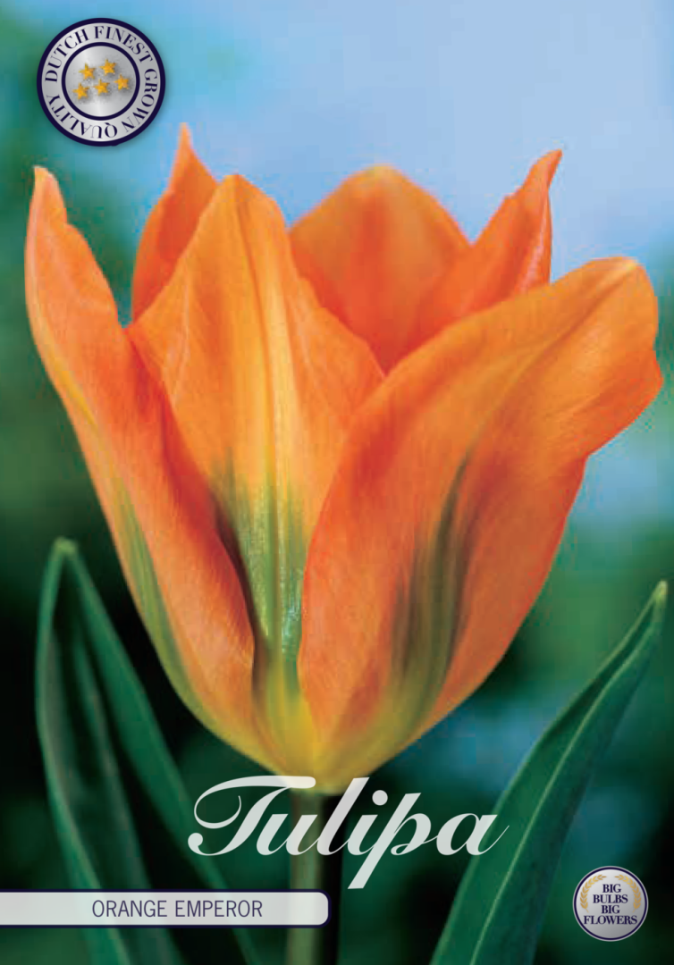 Tulpan Orange Emperor – hel förpackningsbild med blomman, 10-pack. Från Svedberga Plantskola
