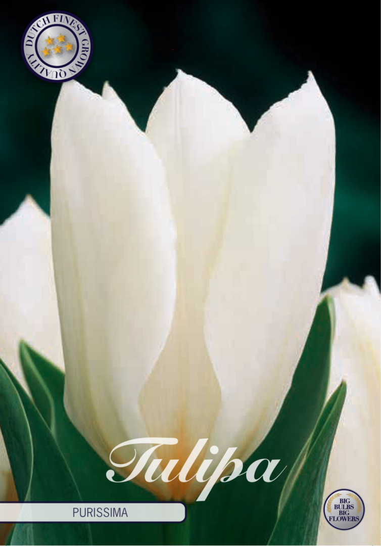 Tulpan Purissima – hel förpackningsbild med blomman, 10-pack. Från Svedberga Plantskola