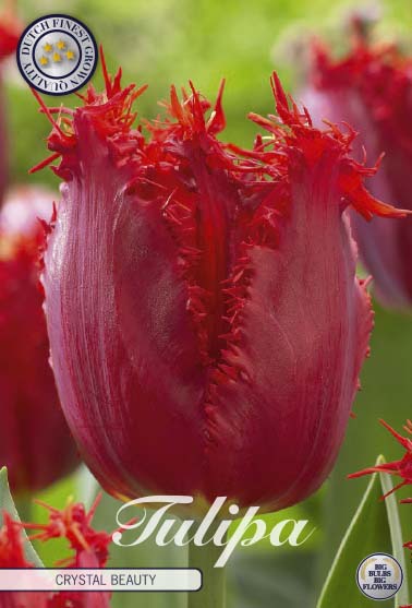 Tulpan Crystal Beauty – hel förpackningsbild med blomman, 10-pack. Från Svedberga Plantskola