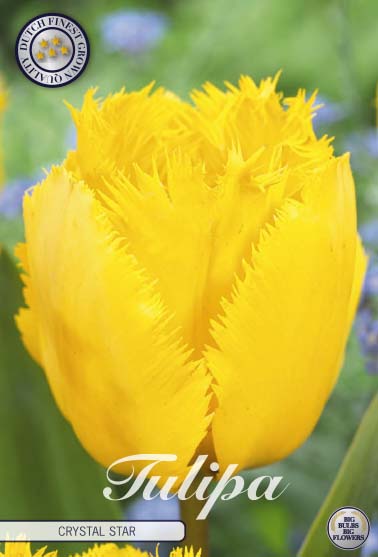 Tulpan Crystal Star – hel förpackningsbild med blomman, 10-pack. Från Svedberga Plantskola