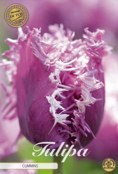 Tulpan Cummins (premium) – hel förpackningsbild med blomman, 7-pack. Från Svedberga Plantskola