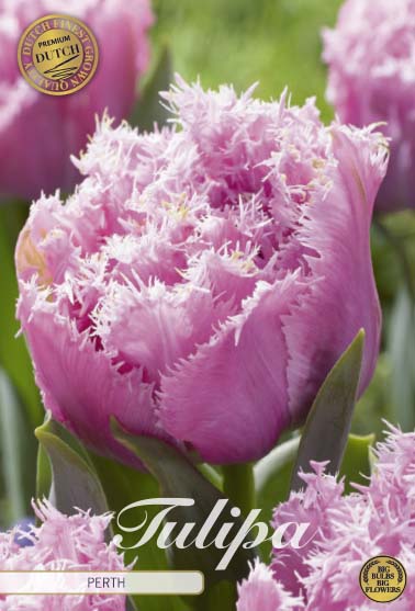 Tulpan Perth (premium) – hel förpackningsbild med blomman, 7-pack. Från Svedberga Plantskola