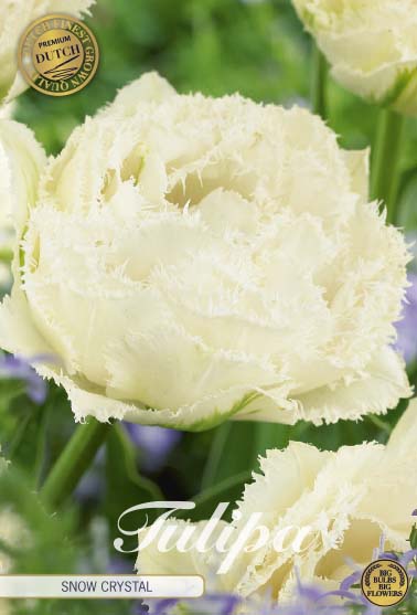 Tulpan Snow Crystal (premium) – hel förpackningsbild med blomman, 7-pack. Från Svedberga Plantskola