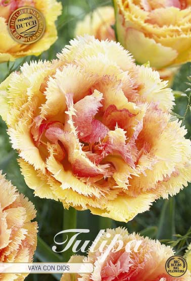 Tulpan Vaya Con Dios (premium) – hel förpackningsbild med blomman, 5-pack. Från Svedberga Plantskola