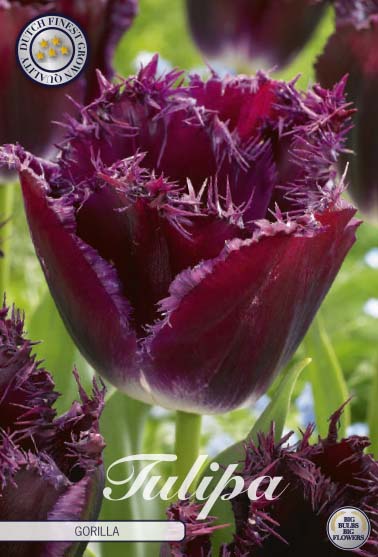 Tulpan Gorilla – hel förpackningsbild med blomman, 7-pack. Från Svedberga Plantskola