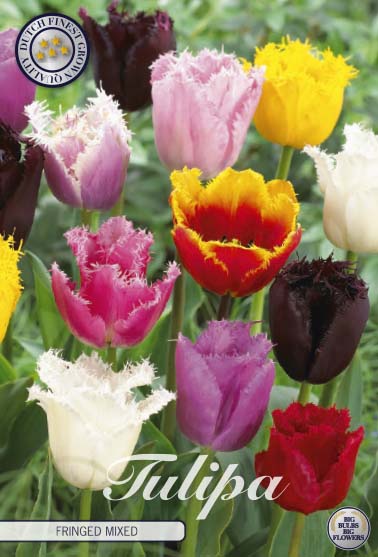Tulpan Fringed Mixed – hel förpackningsbild med blomman, 10-pack. Från Svedberga Plantskola