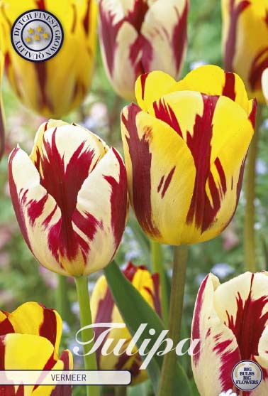 Tulpan Vermeer – hel förpackningsbild med blomman, 10-pack. Från Svedberga Plantskola