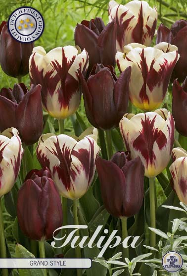 Tulpan Grand Style – hel förpackningsbild med blomman, 10-pack. Från Svedberga Plantskola