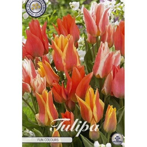 Tulpan Fun Colours 5-pack