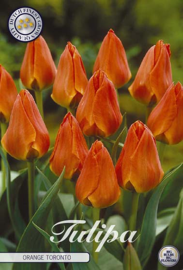 Tulpan Orange Toronto – hel förpackningsbild med blomman, 10-pack. Från Svedberga Plantskola