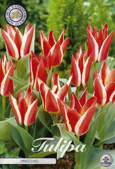 Tulpan Pinocchio – hel förpackningsbild med blomman, 7-pack. Från Svedberga Plantskola