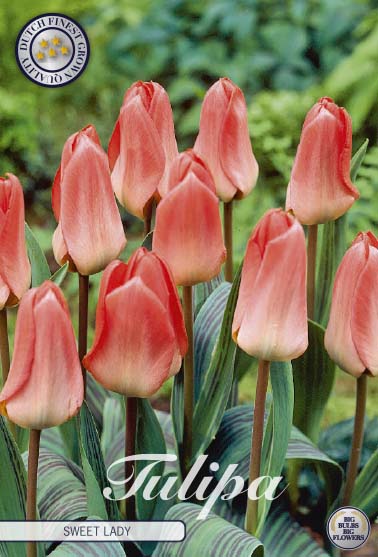Tulpan Sweet Lady – hel förpackningsbild med blomman, 7-pack. Från Svedberga Plantskola