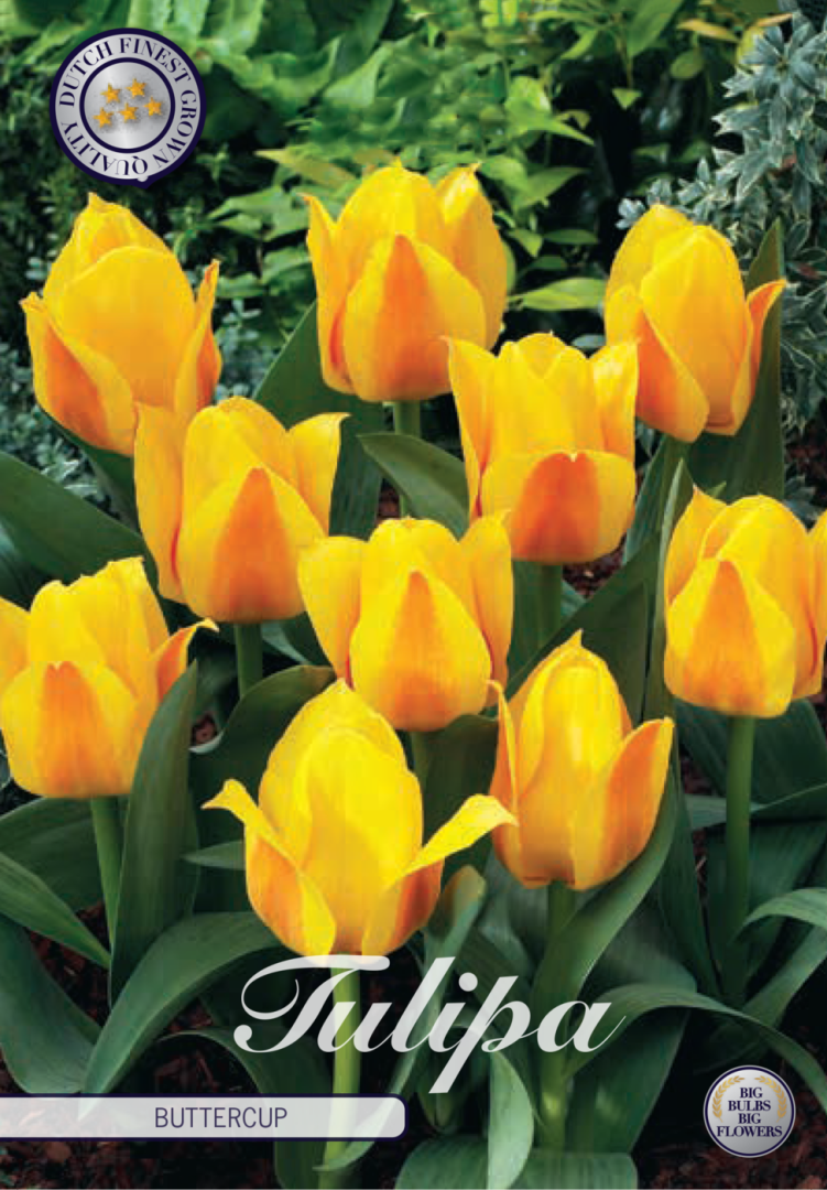 Tulpan Buttercup – hel förpackningsbild med blomman, 7-pack. Från Svedberga Plantskola