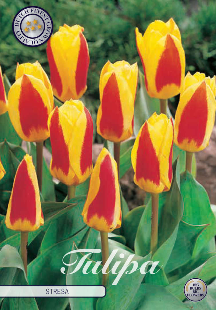 Tulpan Stresa – hel förpackningsbild med blomman, 7-pack. Från Svedberga Plantskola