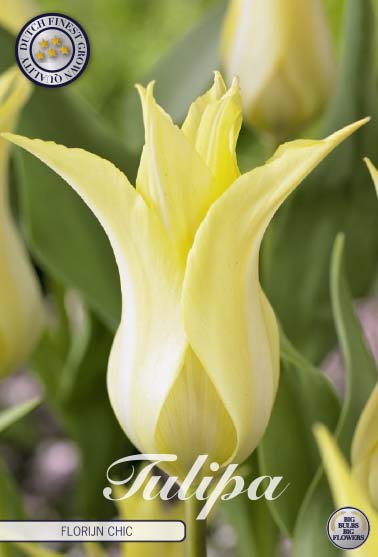 Tulpan Florijn Chic – hel förpackningsbild med blomman, 7-pack. Från Svedberga Plantskola