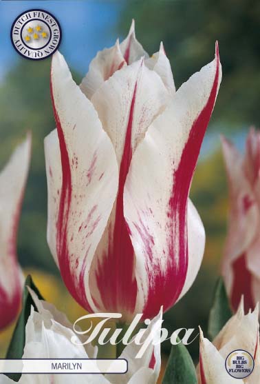 Tulpan Marilyn – hel förpackningsbild med blomman, 7-pack. Från Svedberga Plantskola