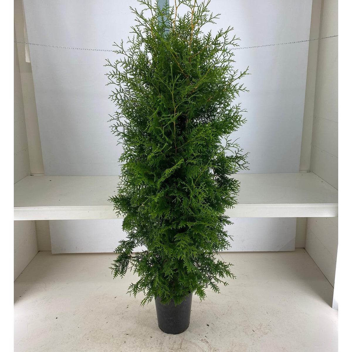 Thujor Brabant -  180-200 cm